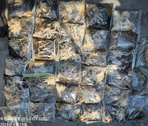 4월15일 무창포힐링호 봄 왕쭈꾸미조황입니다  선상낚시로 잡은 물고기 조황