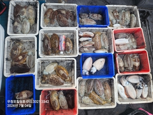 7월4일 무창포힐링호 봄 왕갑오징어 조황입니다  선상낚시로 잡은 물고기 조황