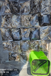 4월16일 무창포힐링호 봄 왕쭈꾸미조황입니다 
오늘은 초보 조사님들 8분 선상낚시로 잡은 물고기 조황