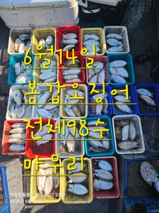 6월14일 무창포힐링호 봄 왕갑오징어 조황입니다 선상낚시로 잡은 물고기 조황