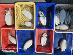 5월15일 무창포힐링호 봄 왕갑오징어 조황입니다  선상낚시로 잡은 물고기 조황