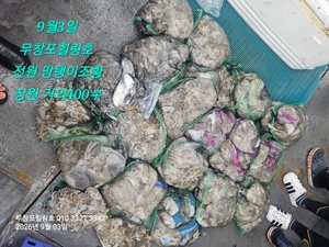 9월3일 무창포힐링호 쭈꾸미조황입니다  선상낚시로 잡은 물고기 조황