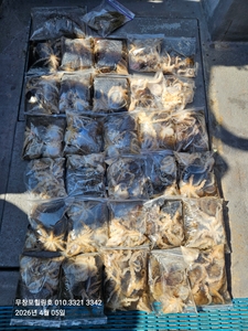 4월5일 무창포힐링호 17인 사릿물 봄왕쭈꾸미 조황 입니다 선상낚시로 잡은 물고기 조황