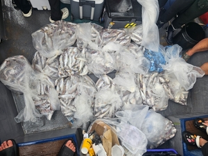 8월22일 무창포힐링호 왕백조기 조황입니다 선상낚시로 잡은 물고기 조황