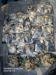 4월14일 무창포힐링호 봄 왕쭈꾸미조황입니다  선상낚시로 잡은 물고기 조황