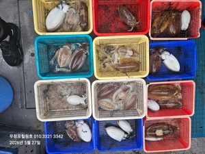 5월27일 무창포힐링호 봄 왕갑오징어 조황입니다  선상낚시로 잡은 물고기 조황