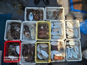 6월30일 무창포힐링호 9인봄 왕갑오징어 조황입니다  선상낚시로 잡은 물고기 조황