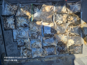 4월8일 무창포힐링호 봄 왕쭈꾸미조황입니다 선상낚시로 잡은 물고기 조황