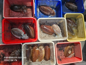 5월17일 무창포힐링호 봄 왕갑오징어 조황입니다 선상낚시로 잡은 물고기 조황