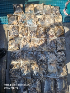 4월19일 무창포힐링호 봄 왕쭈꾸미조황입니다  선상낚시로 잡은 물고기 조황