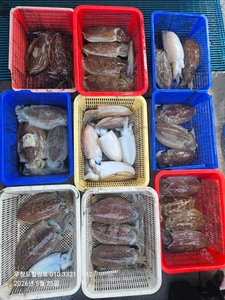 5월25일 무창포힐링호 8인 왕 갑오징어 조황입니다 선상낚시로 잡은 물고기 조황