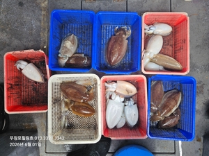 6월1일 무창포힐링호 봄 왕갑오징어 조황입니다  선상낚시로 잡은 물고기 조황