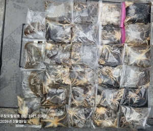 무창포힐링호 3월29일 봄쭈꾸미 조황입니다 선상낚시로 잡은 물고기 조황