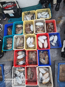 6월21일 무창포힐링호 봄 왕갑오징어 조황입니다  선상낚시로 잡은 물고기 조황