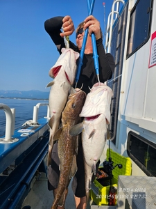 공현진 대구타이라바  선상낚시로 잡은 물고기 조황