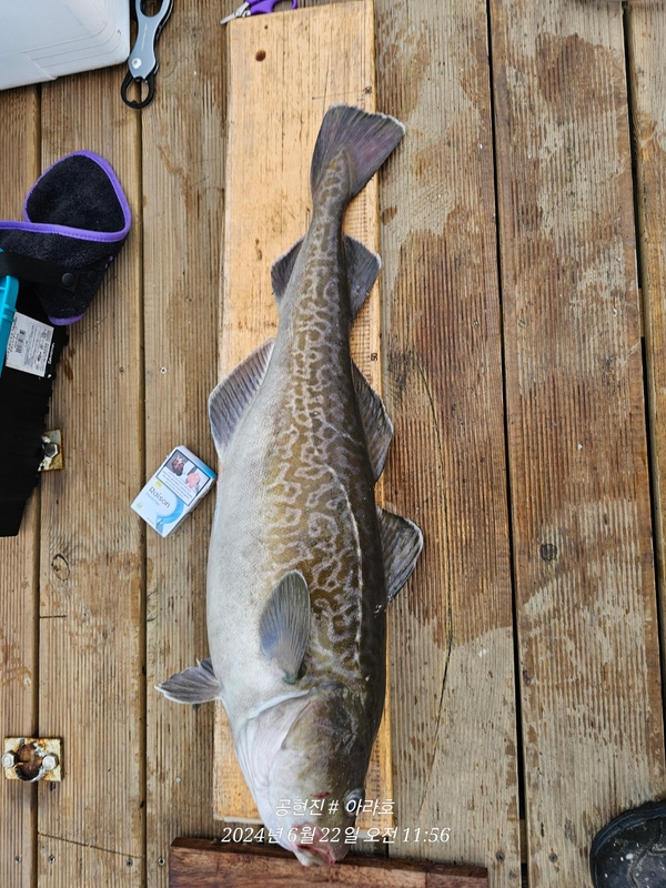 공현진아라호 의 조황일지 이미지 - 1