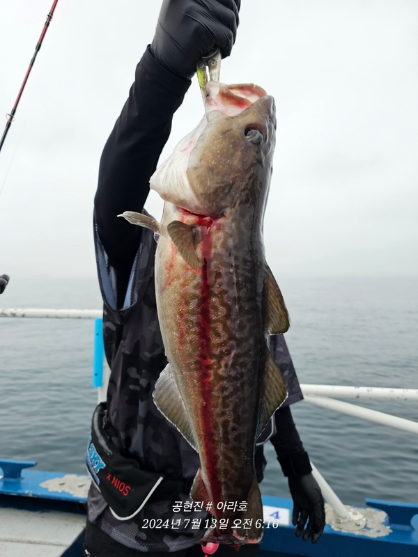 공현진아라호 의 조황일지 이미지 - 14