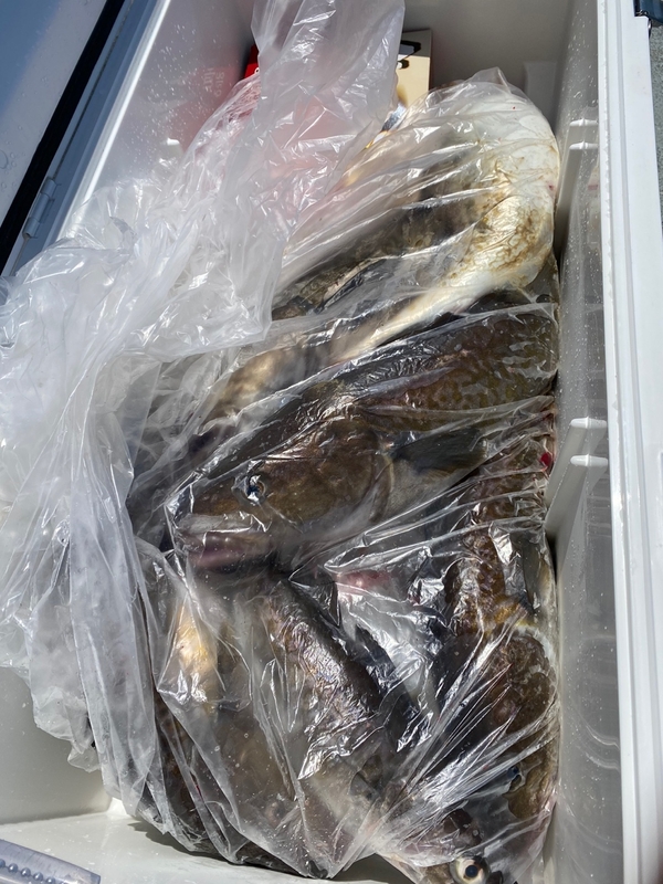 공현진아라호 의 조황일지 이미지 - 18