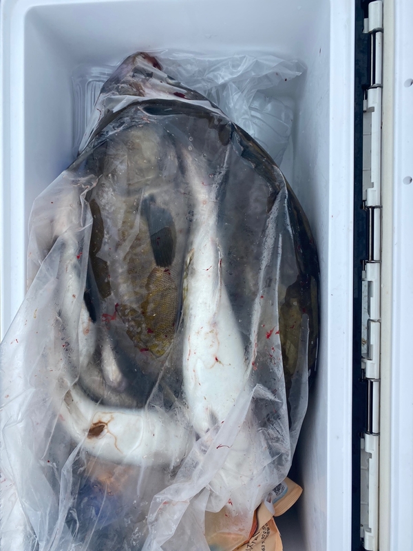 공현진아라호 의 조황일지 이미지 - 15