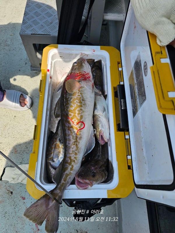 공현진아라호 의 조황일지 이미지 - 18