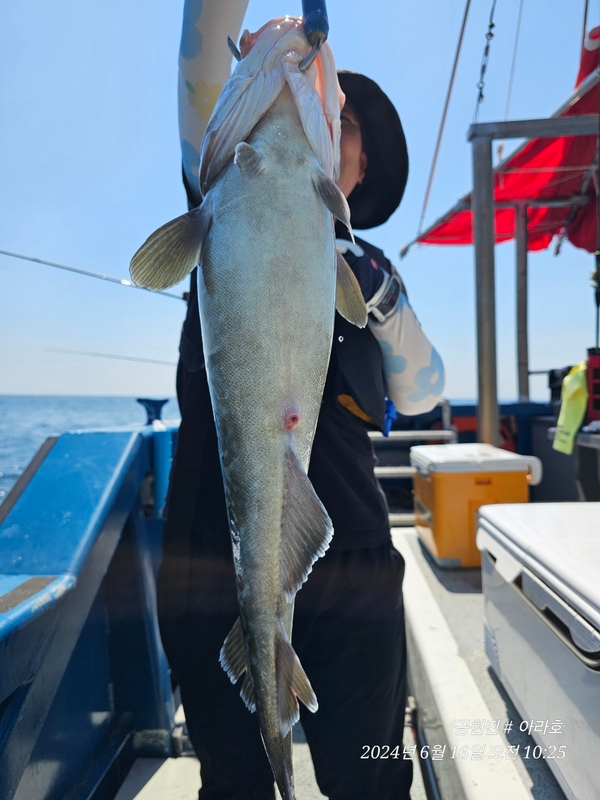 공현진아라호 의 조황일지 이미지 - 1