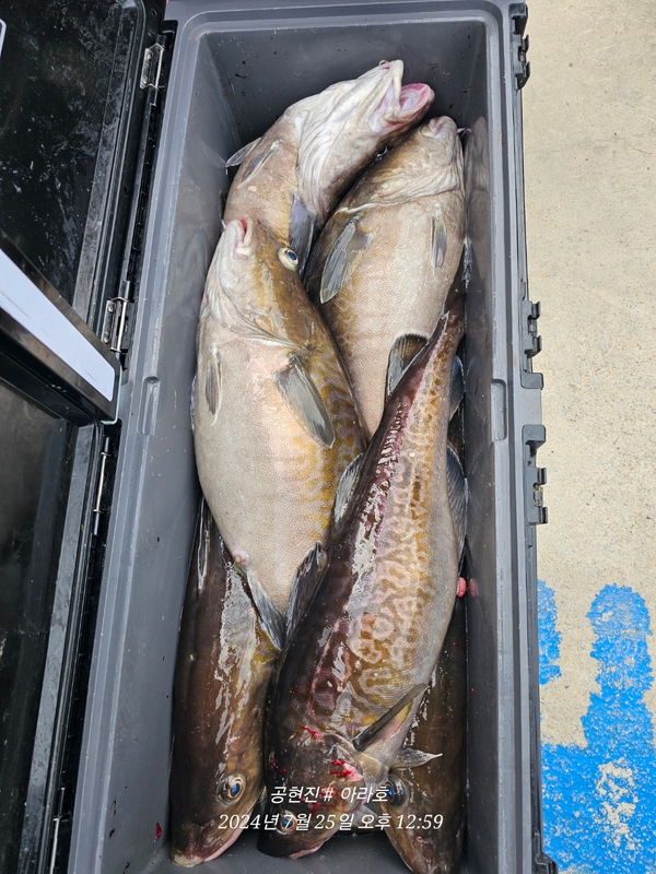 공현진아라호 의 조황일지 이미지 - 17