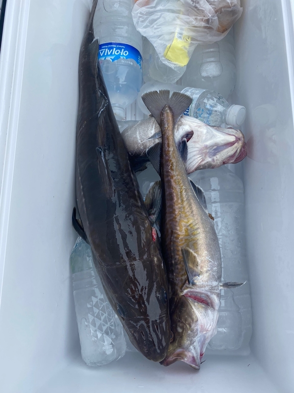 공현진아라호 의 조황일지 이미지 - 19