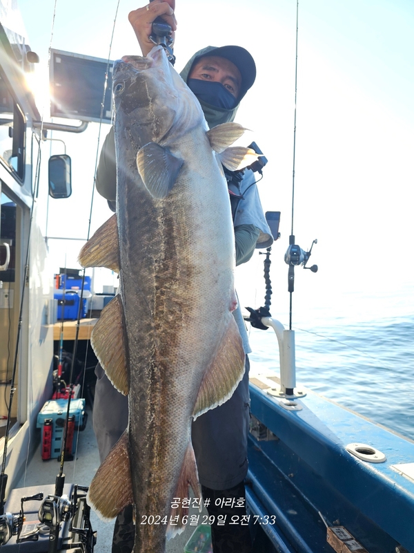공현진아라호 의 조황일지 이미지 - 0