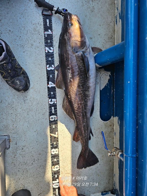 공현진아라호 의 조황일지 이미지 - 13