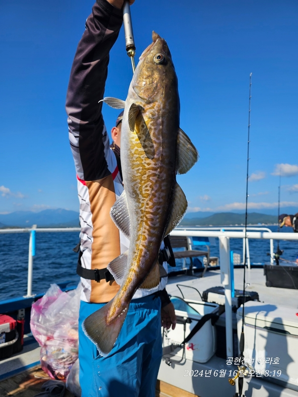 공현진아라호 의 조황일지 이미지 - 12