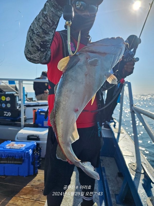 공현진아라호 의 조황일지 이미지 - 10