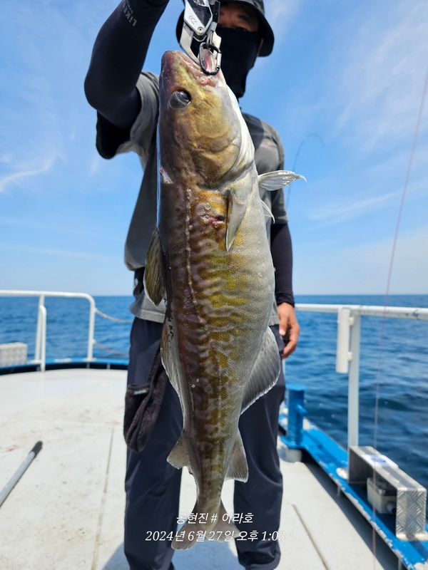 공현진아라호 의 조황일지 이미지 - 4