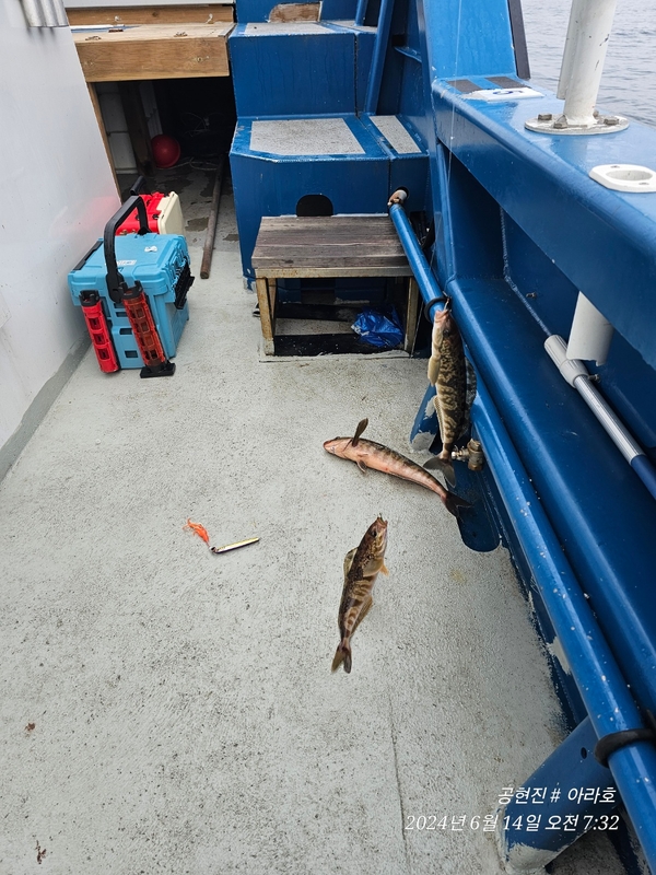 공현진아라호 의 조황일지 이미지 - 3