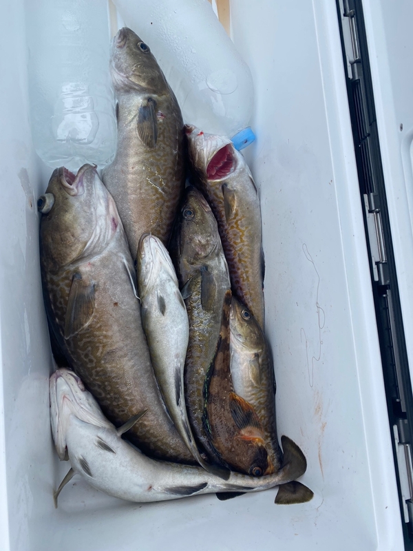 공현진아라호 의 조황일지 이미지 - 17