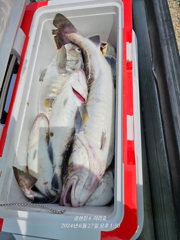 공현진아라호 의 조황일지 이미지 - 7