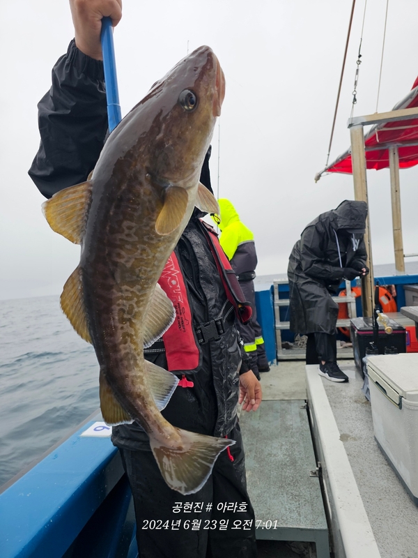 공현진아라호 의 조황일지 이미지 - 1