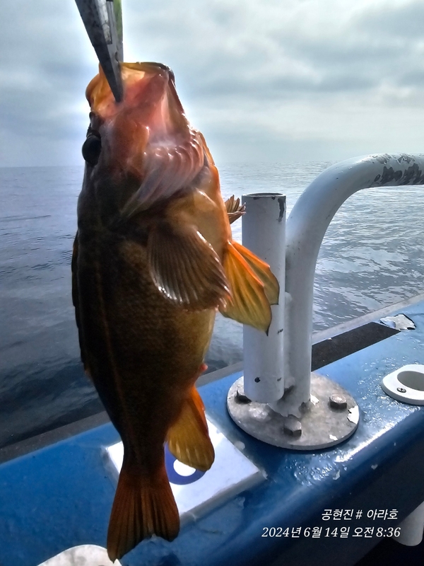 공현진아라호 의 조황일지 이미지 - 1