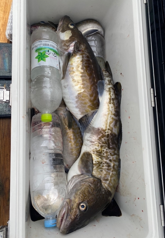 공현진아라호 의 조황일지 이미지 - 11