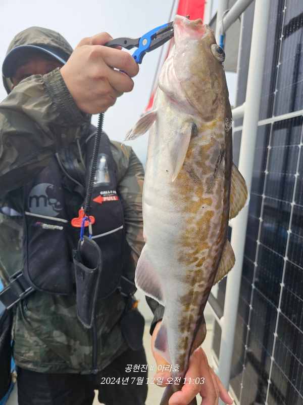 공현진아라호 의 조황일지 이미지 - 8