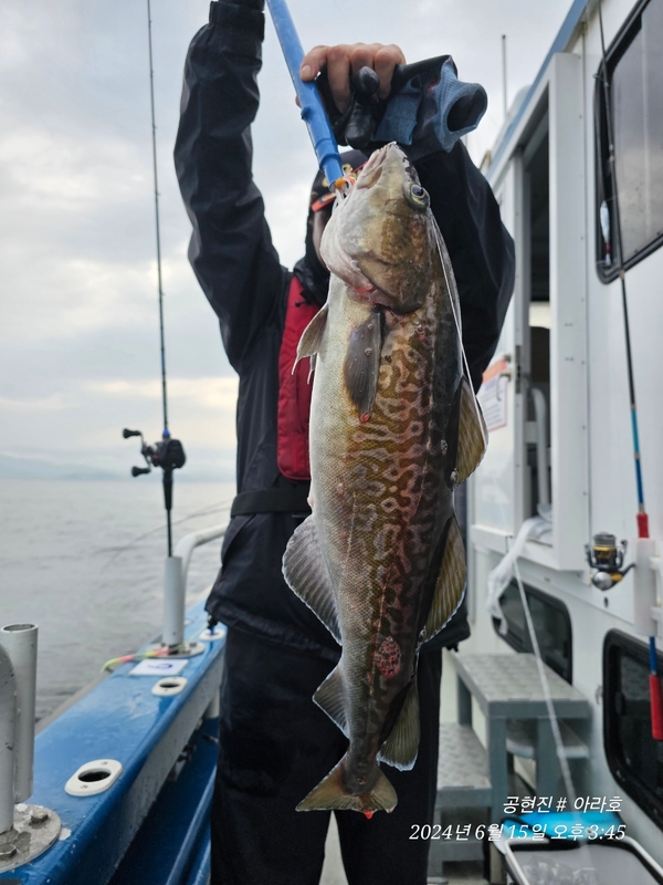 공현진아라호 의 조황일지 이미지 - 8