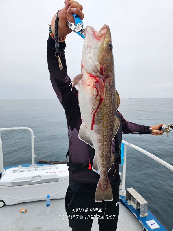공현진아라호 의 조황일지 이미지 - 4