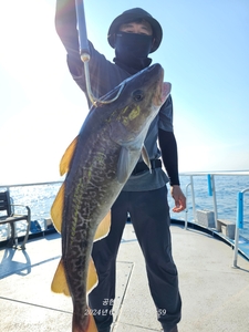 공현진대구타이라바. 공현진참치 선상낚시로 잡은 물고기 조황