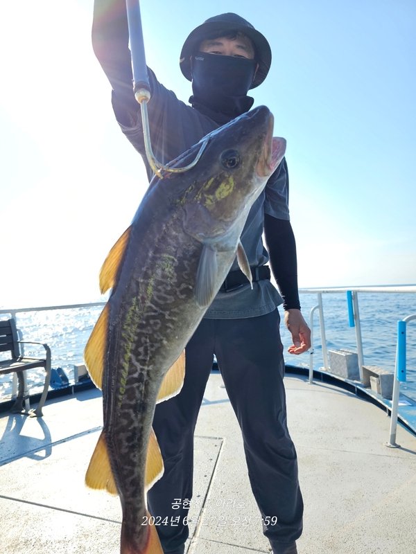 공현진아라호 의 조황일지 이미지 - 0