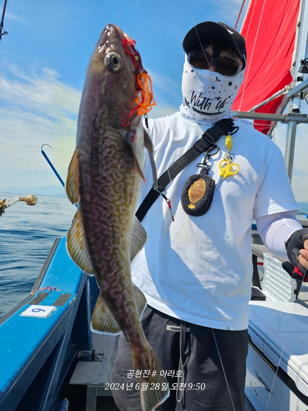 공현진아라호 의 조황일지 이미지 - 6