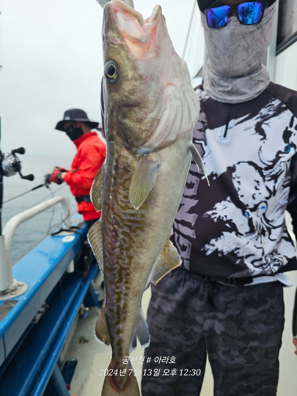 공현진아라호 의 조황일지 이미지 - 6