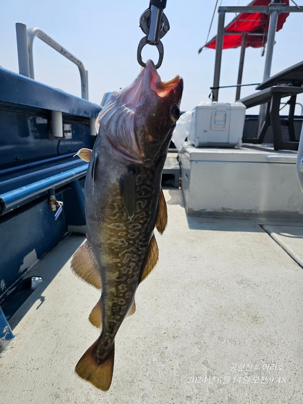 공현진아라호 의 조황일지 이미지 - 2