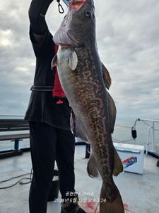 공현진 대구타이라바  선상낚시로 잡은 물고기 조황
