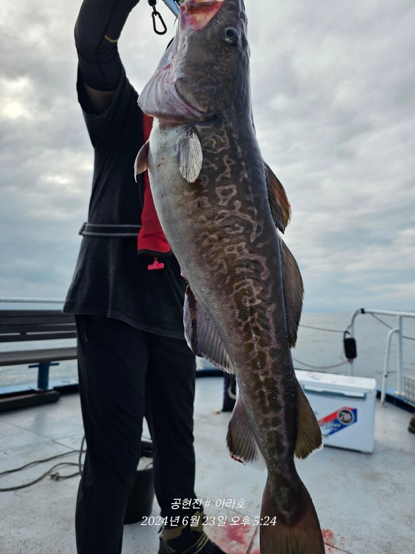 공현진아라호 의 조황일지 이미지 - 0