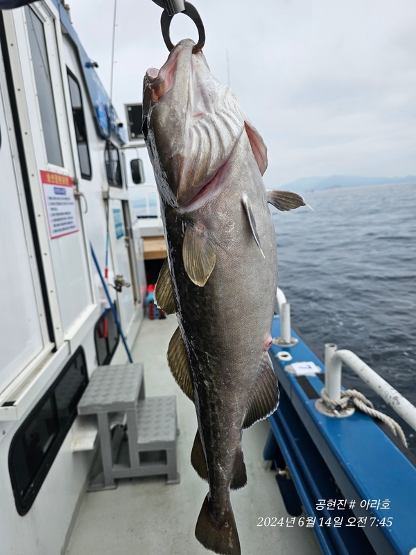 공현진아라호 의 조황일지 이미지 - 0