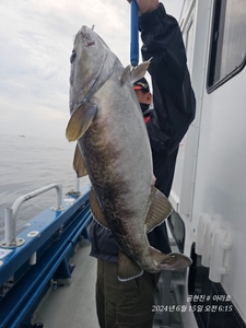 공현진 대구타이라바.선상 선상낚시로 잡은 물고기 조황